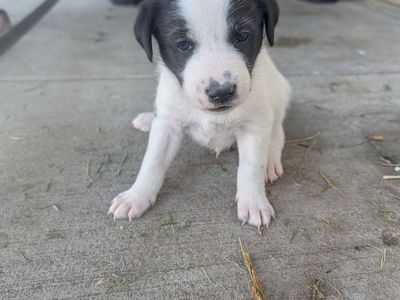 Idaho Shag / Border Collie Puppies