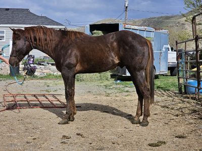 Foundation bred AQHA 2 year old colt OBO