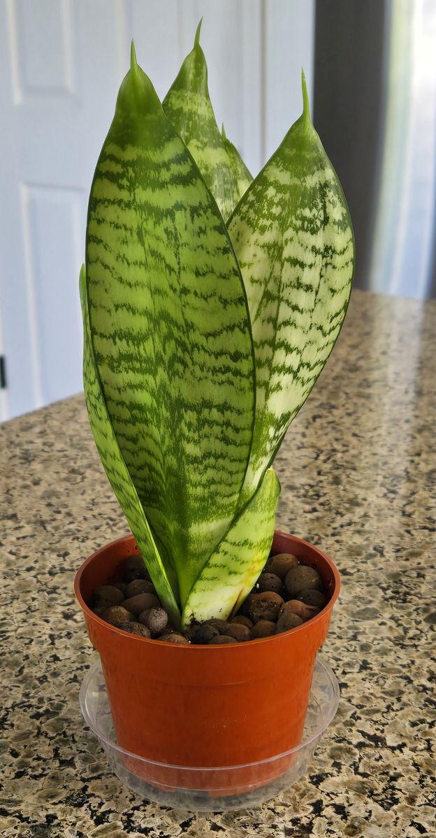 Snake Plant