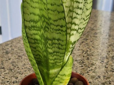Snake Plant