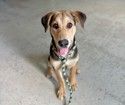 A164418 Paul, Available for Adoption