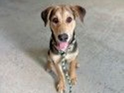 A164418 Paul, Available for Adoption