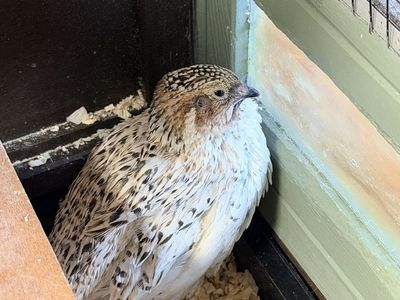 Coturnix Quail
