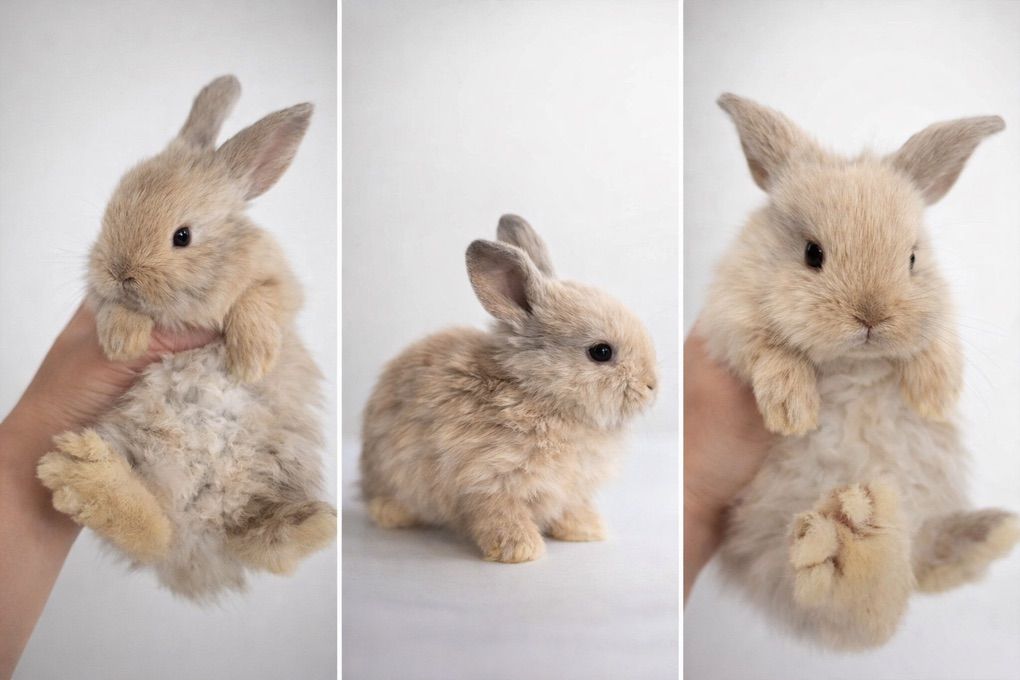 Purebred Holland Lop Baby Bunny Rabbits
