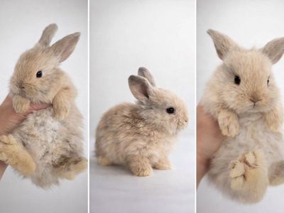 Purebred Holland Lop Baby Bunny Rabbits