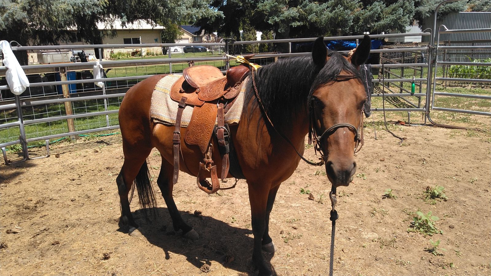 Paso Fino Mare