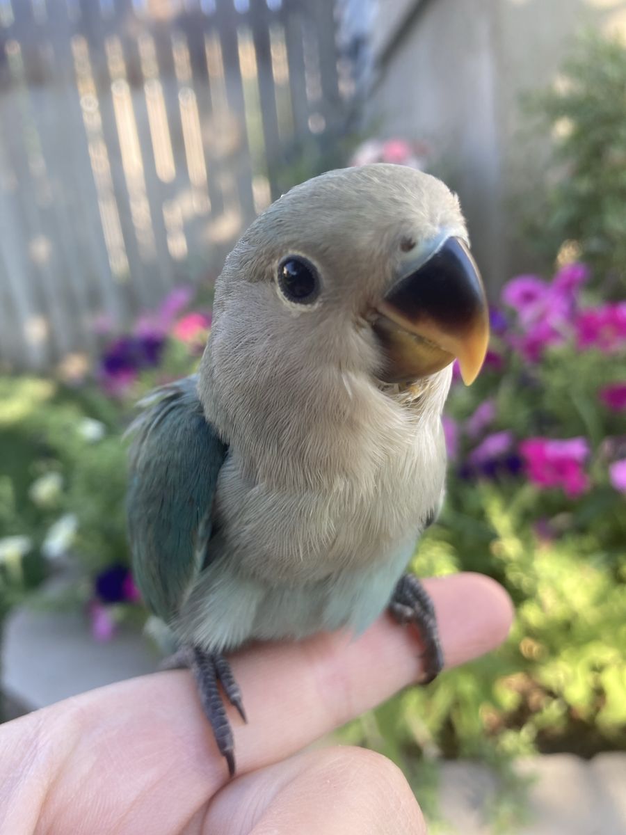 Hand Fed Baby Female Peachface Lovebird DNA Sexed