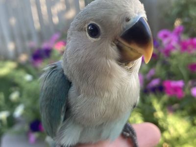 Hand Fed Baby Female Peachface Lovebird DNA Sexed