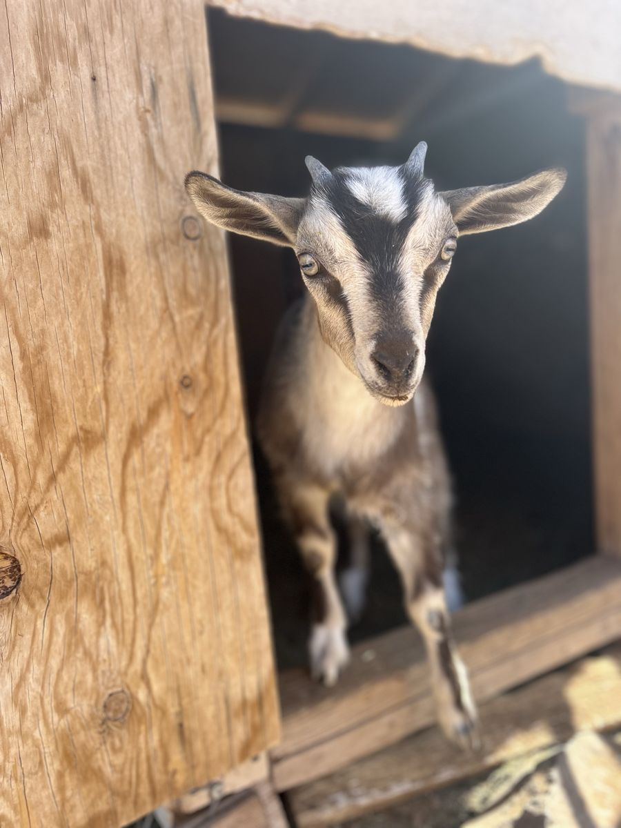 Female fainting goat