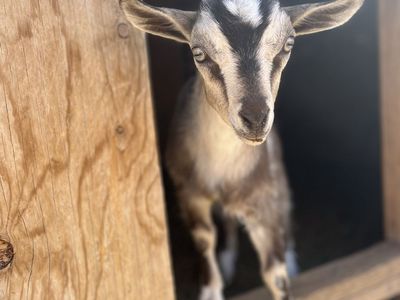 Mini Female fainting goat
