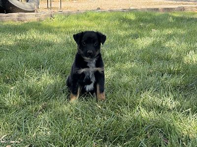 Border collie heeler puppies