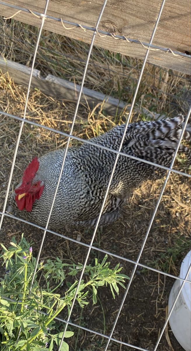 Barred Rock Rooster