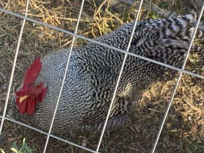 Barred Rock Rooster