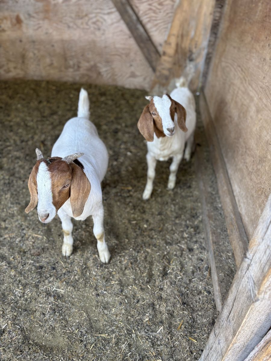 Boar goats