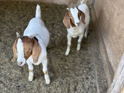 Boar goats