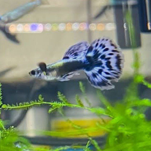 juvenile blue mosaic guppies