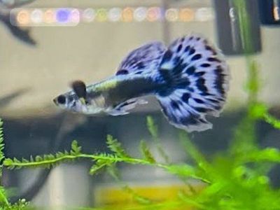 juvenile blue mosaic guppies