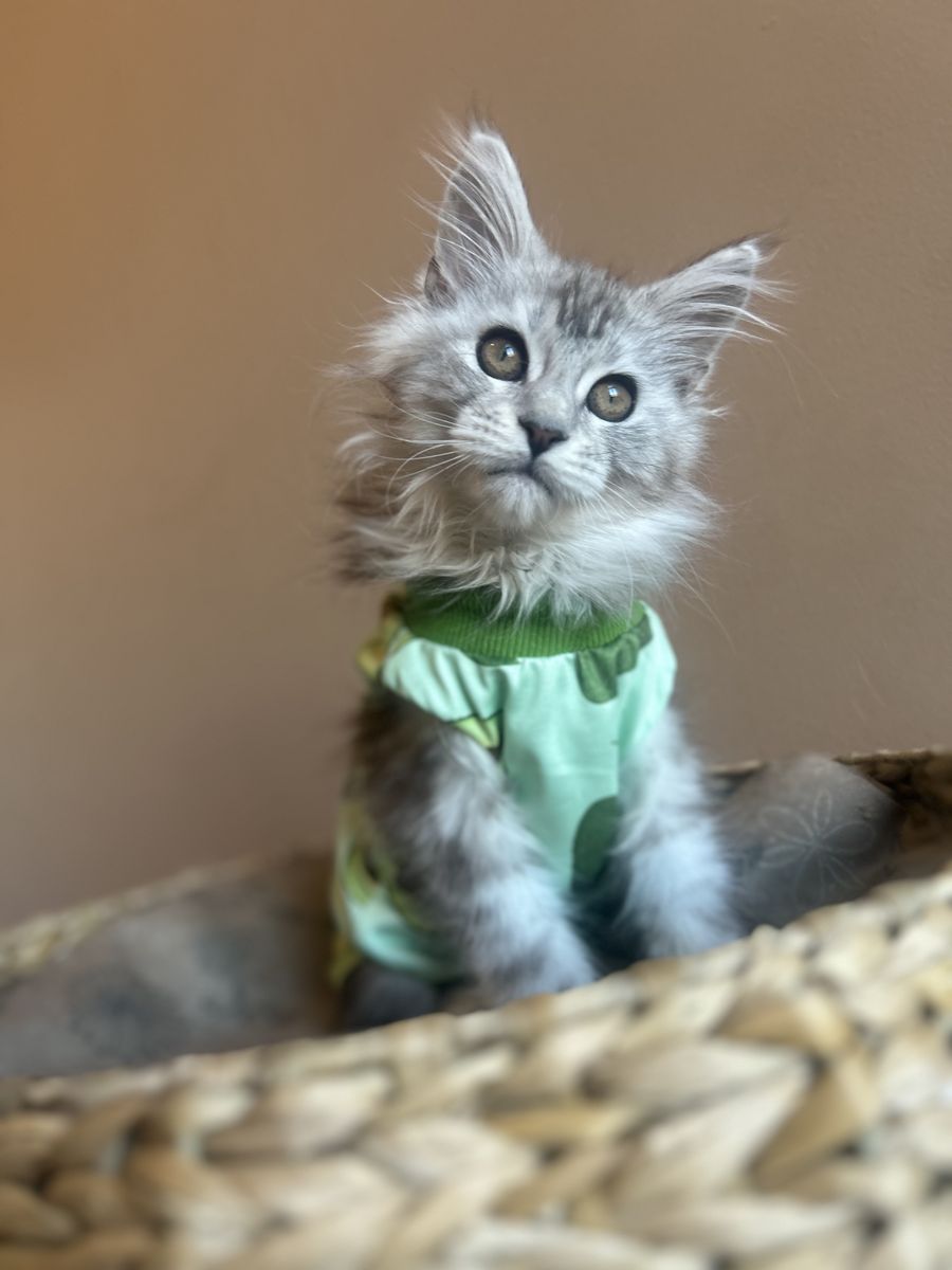 Female Maine Coon Kitten
