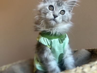 Female Maine Coon Kitten