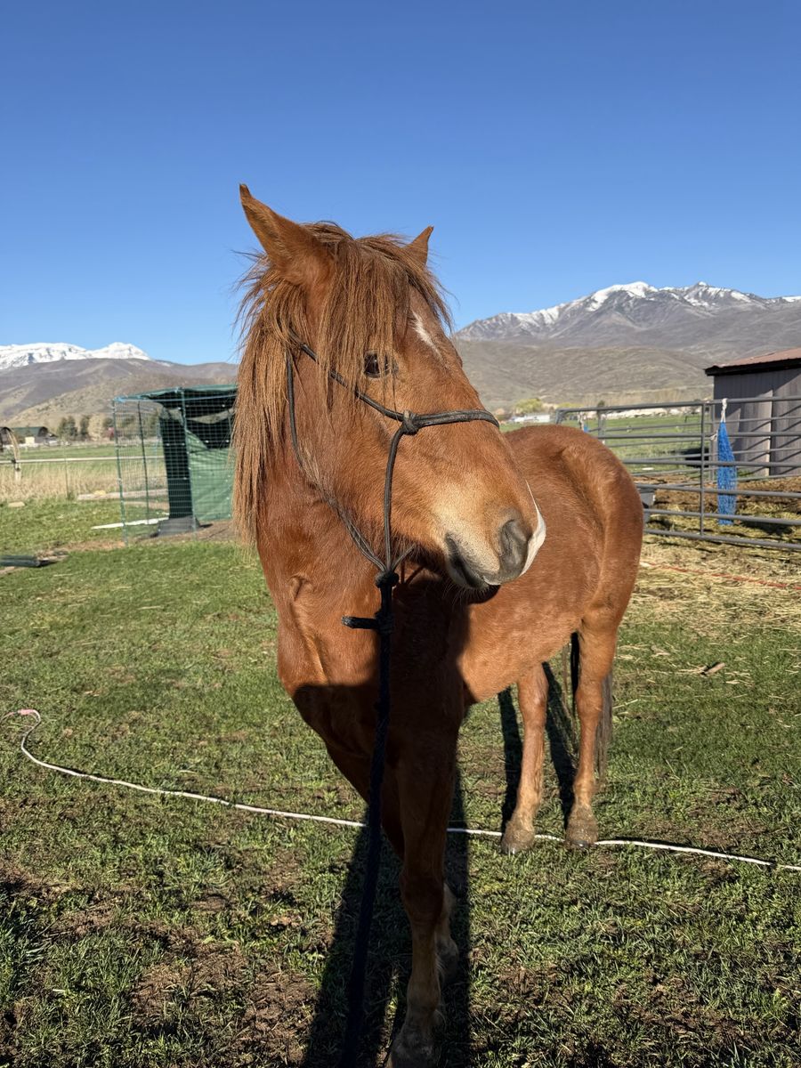 Little mare
