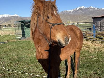 Little mare
