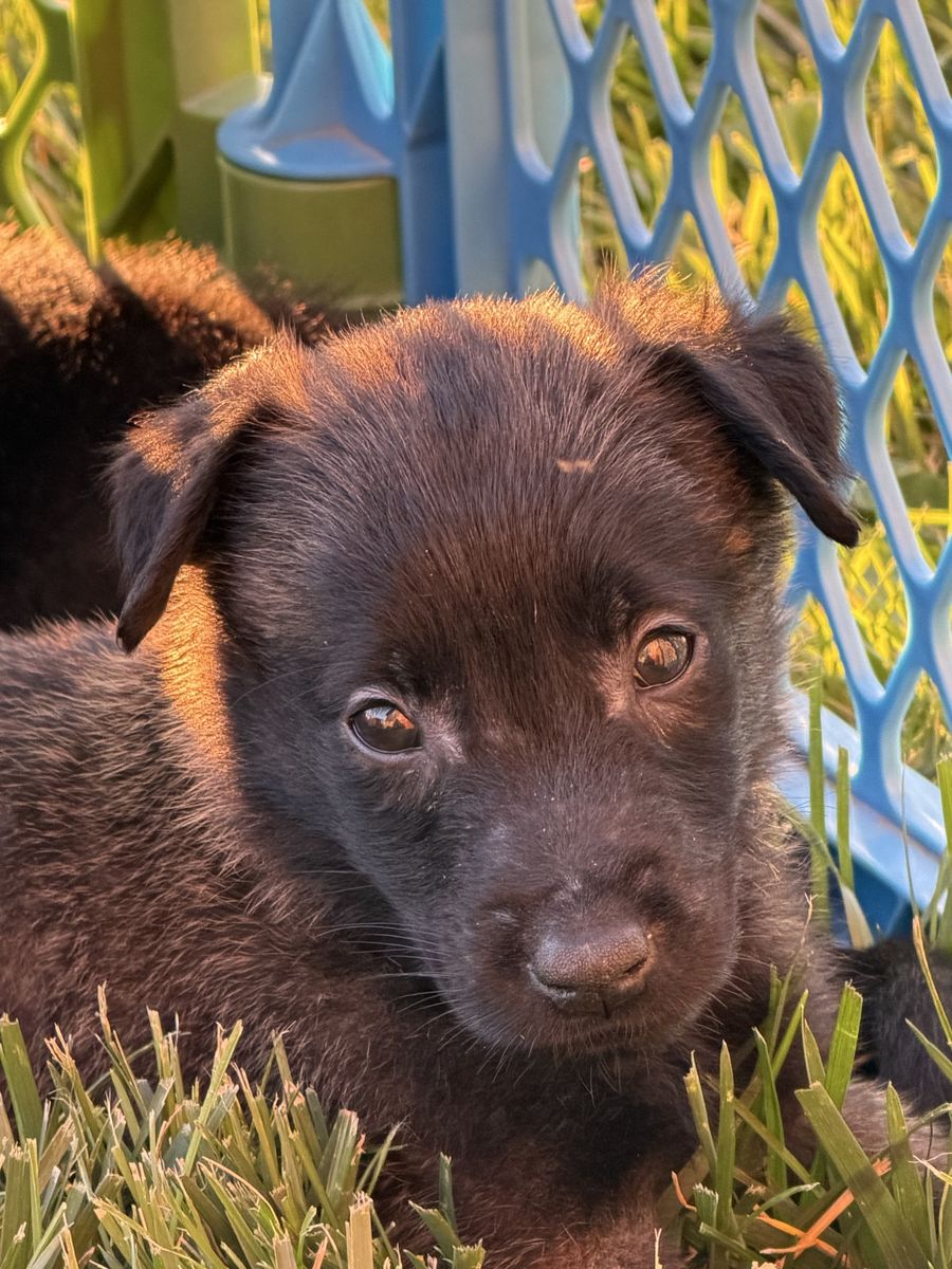 AKC Belgian Malinois puppies