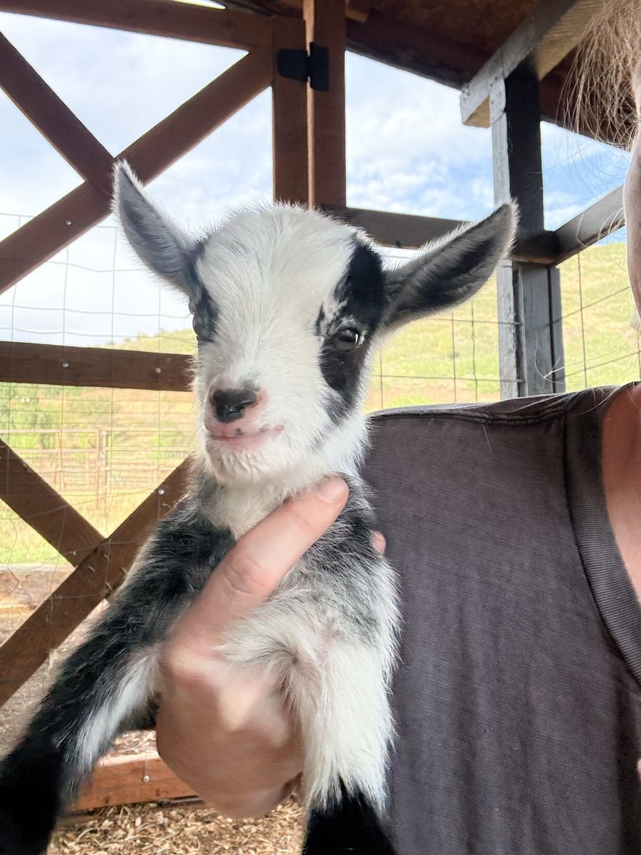 Day Old Baby Girl Goat- Doeling Nigerian Dwarf