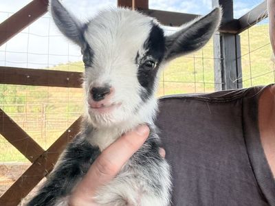 Day Old Baby Girl Goat- Doeling Nigerian Dwarf