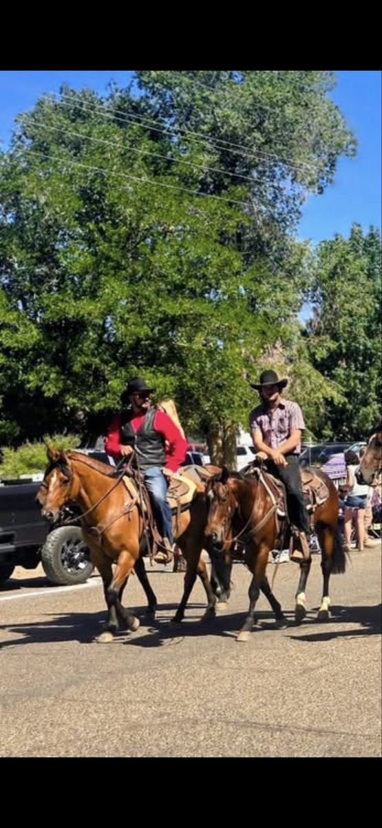 10-Year-Old Dun Gelding grade Quarter Horse - Well-Trained started Rope Horse, stands just under 15hh