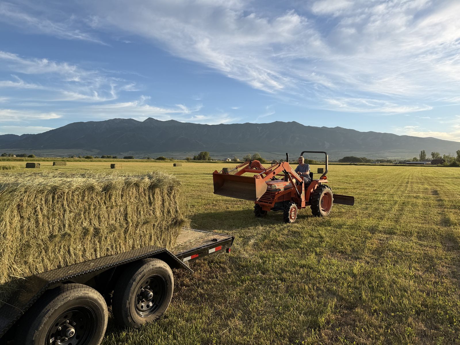 Grass Hay