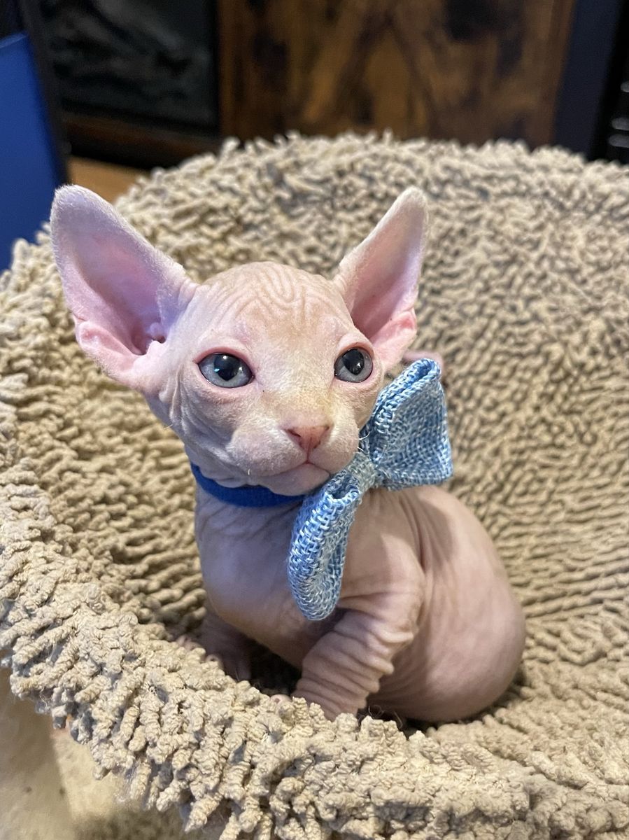 *UPDATED* ONLY TWO LEFT!* BAMBINO & SPHYNX KITTENS