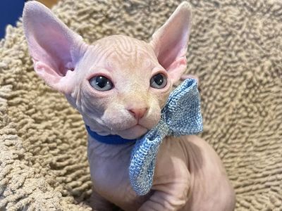 *UPDATED* ONLY TWO LEFT!* BAMBINO & SPHYNX KITTENS