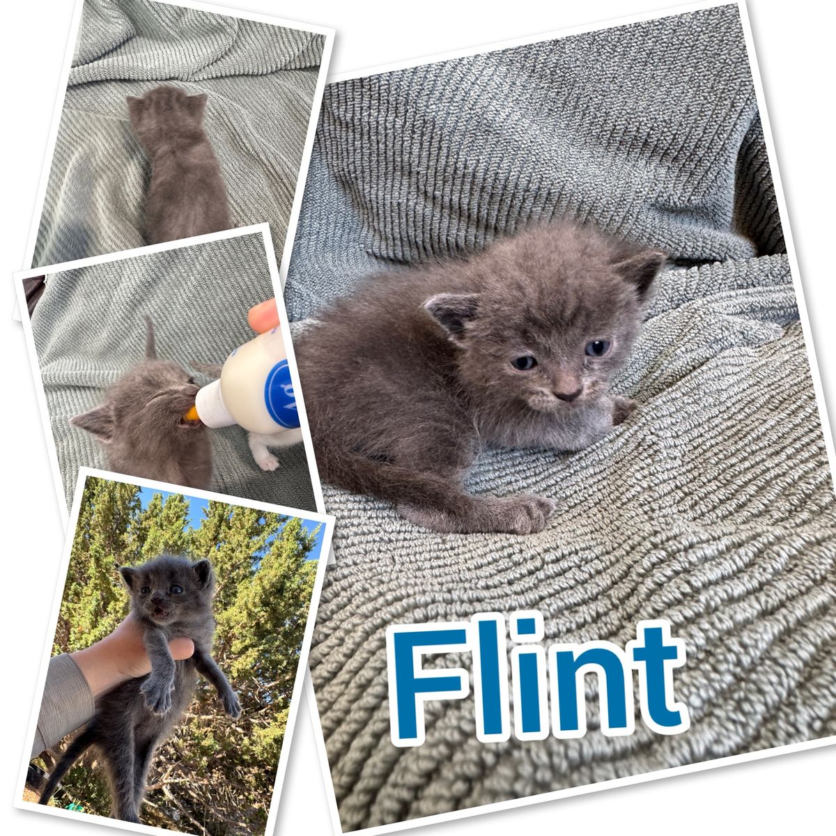 Soft Adorable Bottle Baby Kittens