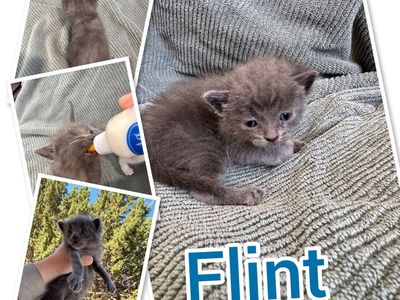 Soft Adorable Bottle Baby Kittens