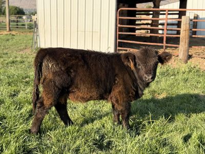 Highland cow heifer
