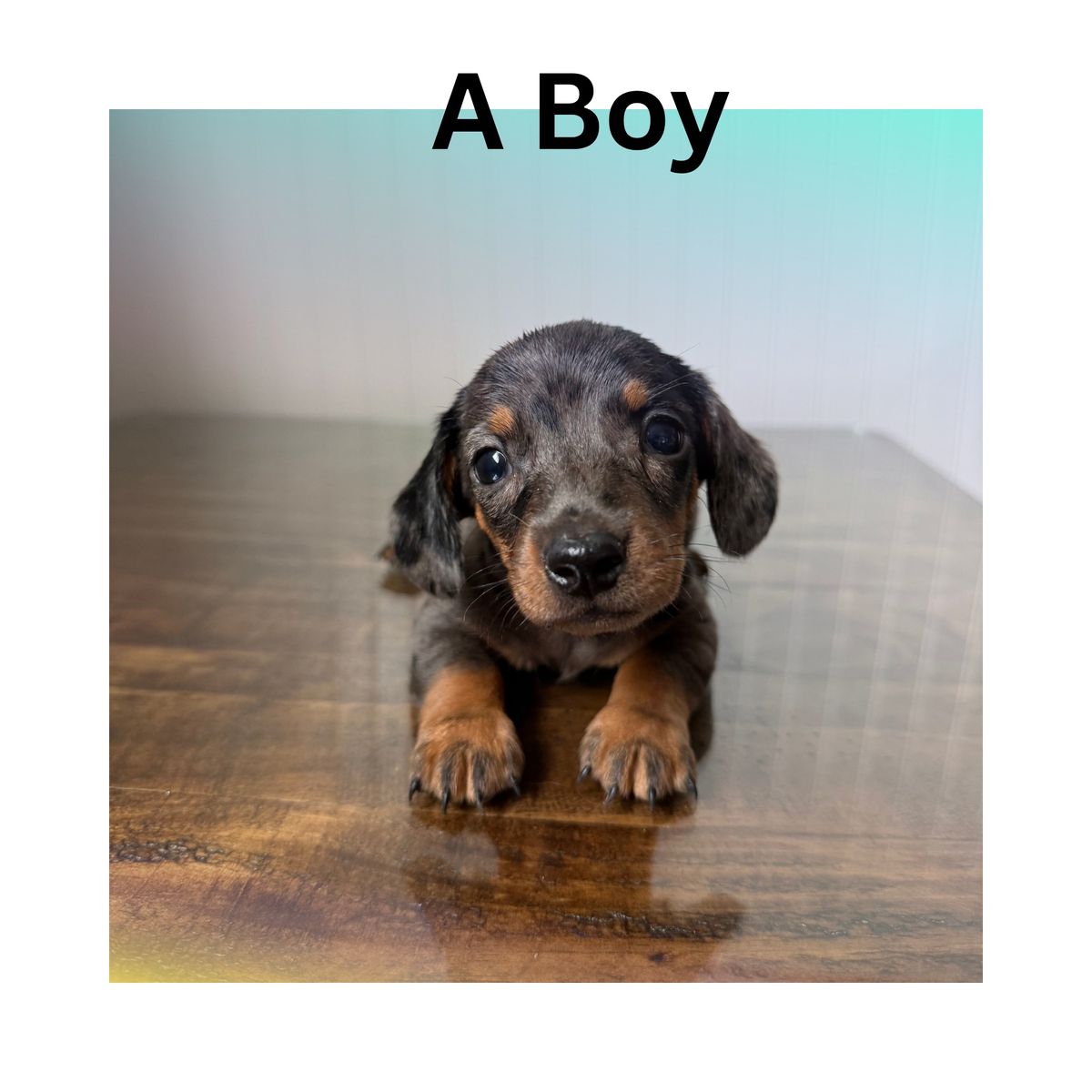 Purebred Miniature Dachshund ready 7/8
