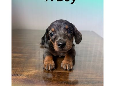 Purebred Miniature Dachshund ready 7/8