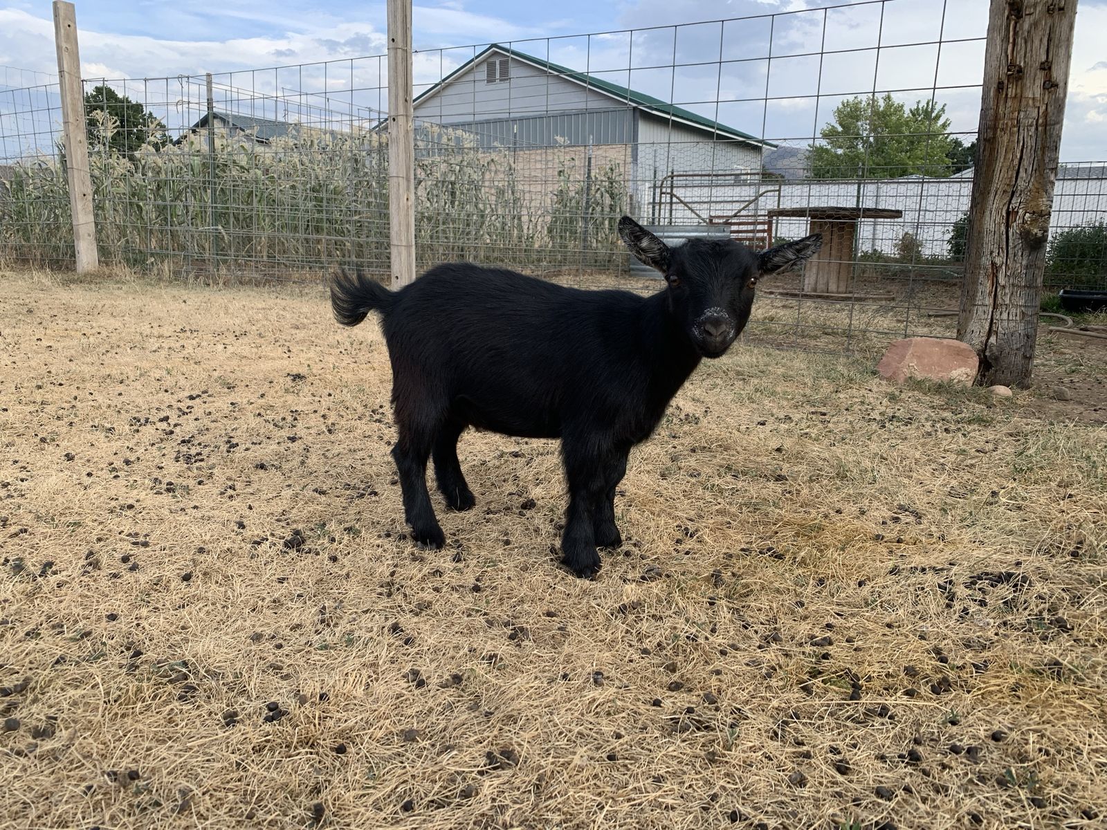 Pygmy Goat Purebred