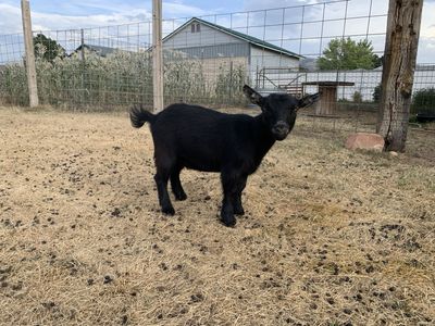 Pygmy Goat Purebred