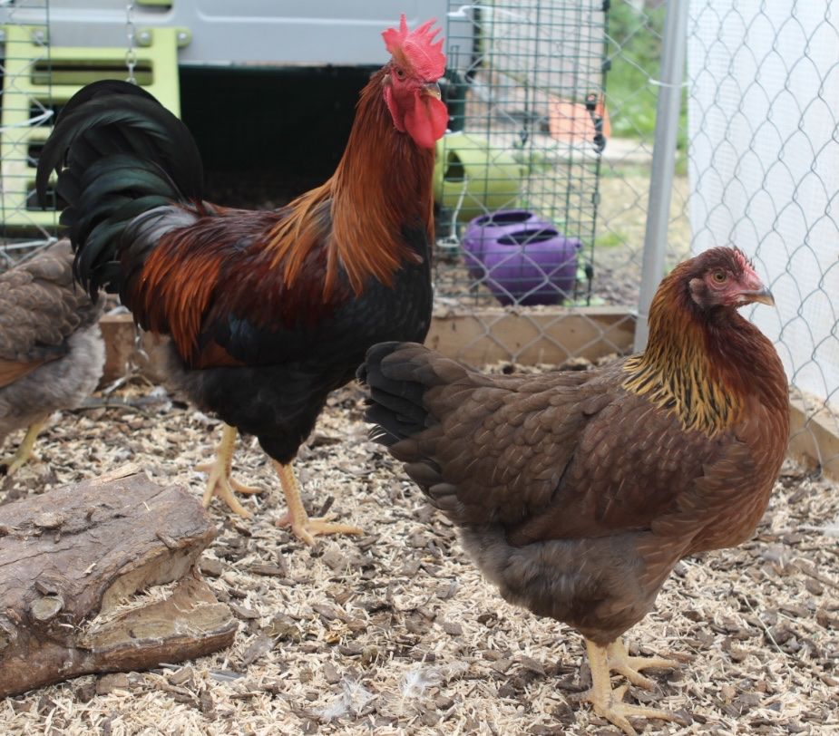 Welsummer Rooster