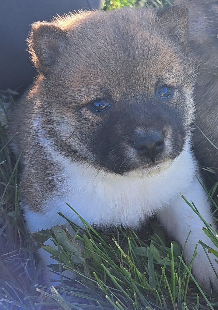 Adorable Shiba Inu Puppies - Ready for Their Forever Homes!