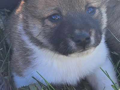 Adorable Shiba Inu Puppies - Ready for Their Forever Homes!