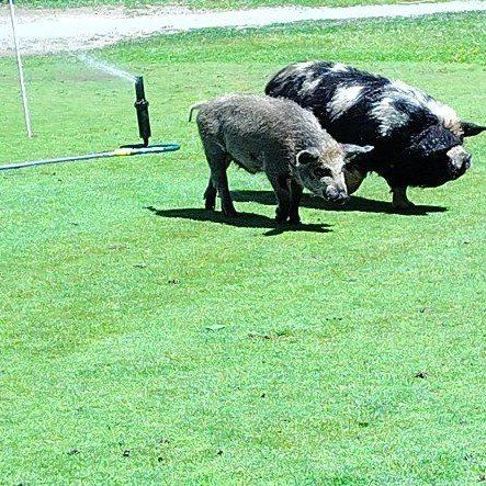male pig for sale