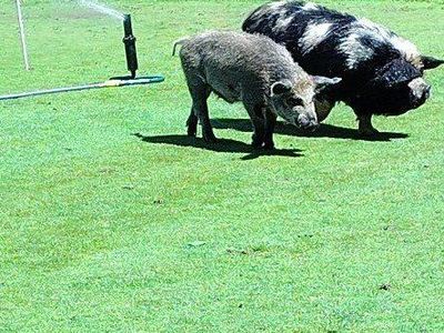 male pig for sale