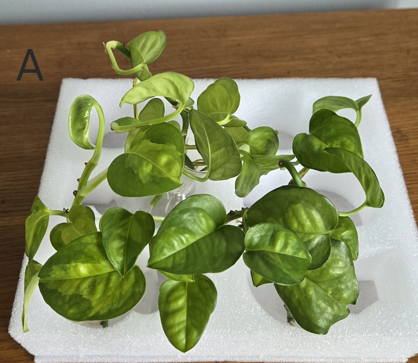 Main image 2