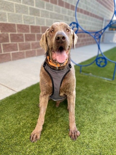 A153393 Moises is Available Adoption!