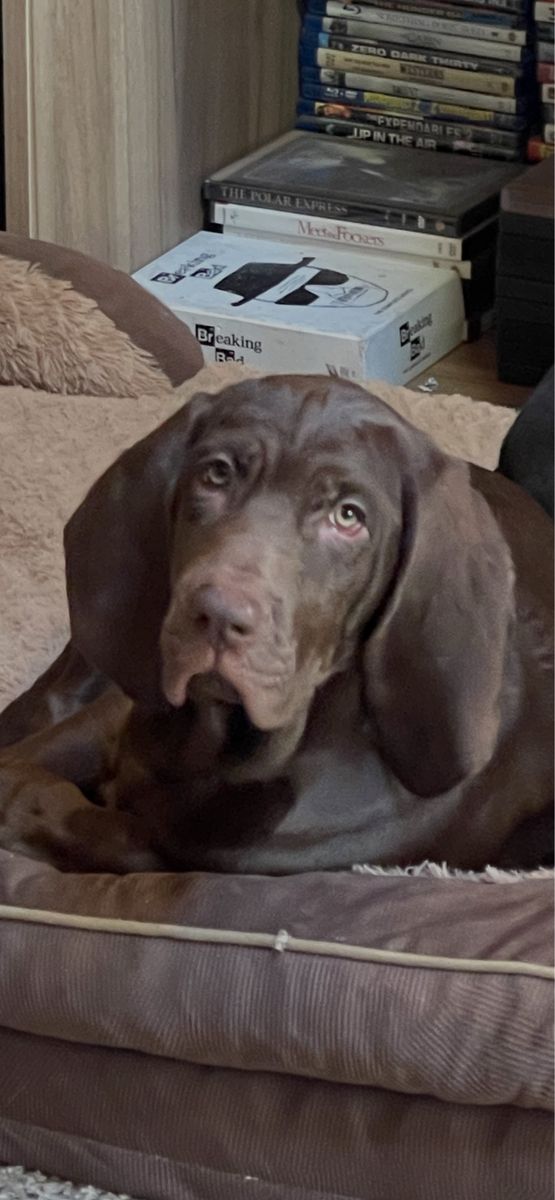 Free Puppy