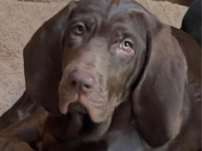 Free Puppy
