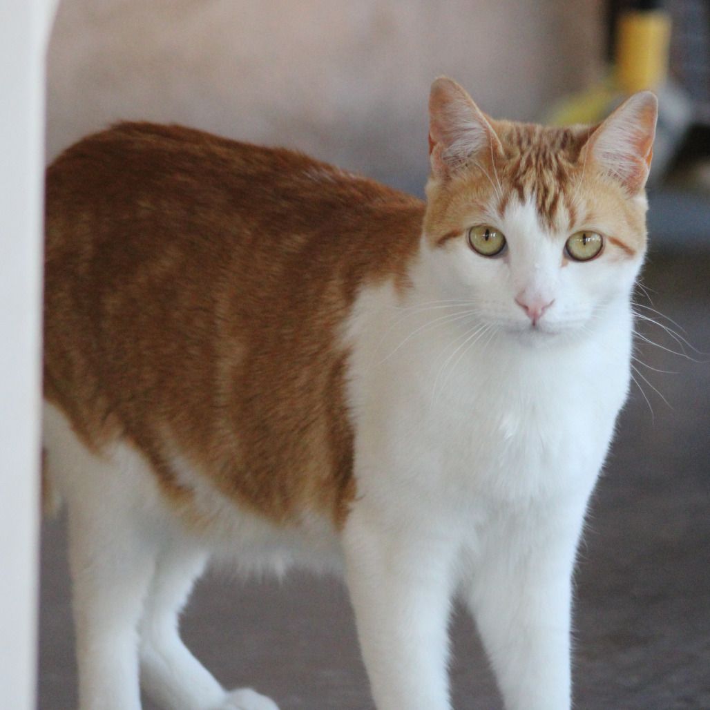 Hello my name is Wham