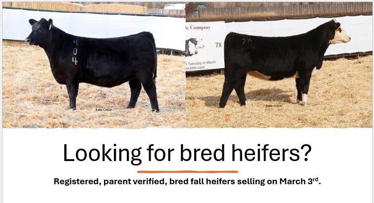 Looking for Bred Heifers?